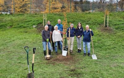 Obstbäume für das St.-Matthias-Gymnasium